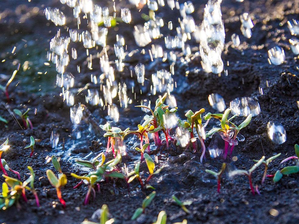 Photo of Swiss chard sprouts and water drops