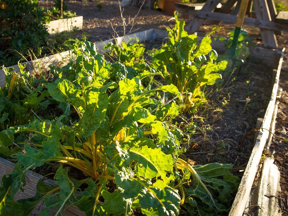 Photo of tattered Swiss chard