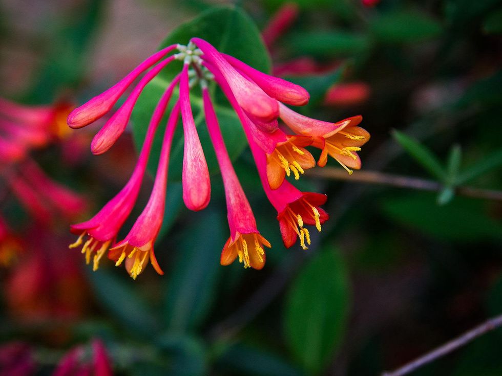Photo of Texas Coral Honeysuckle flowers