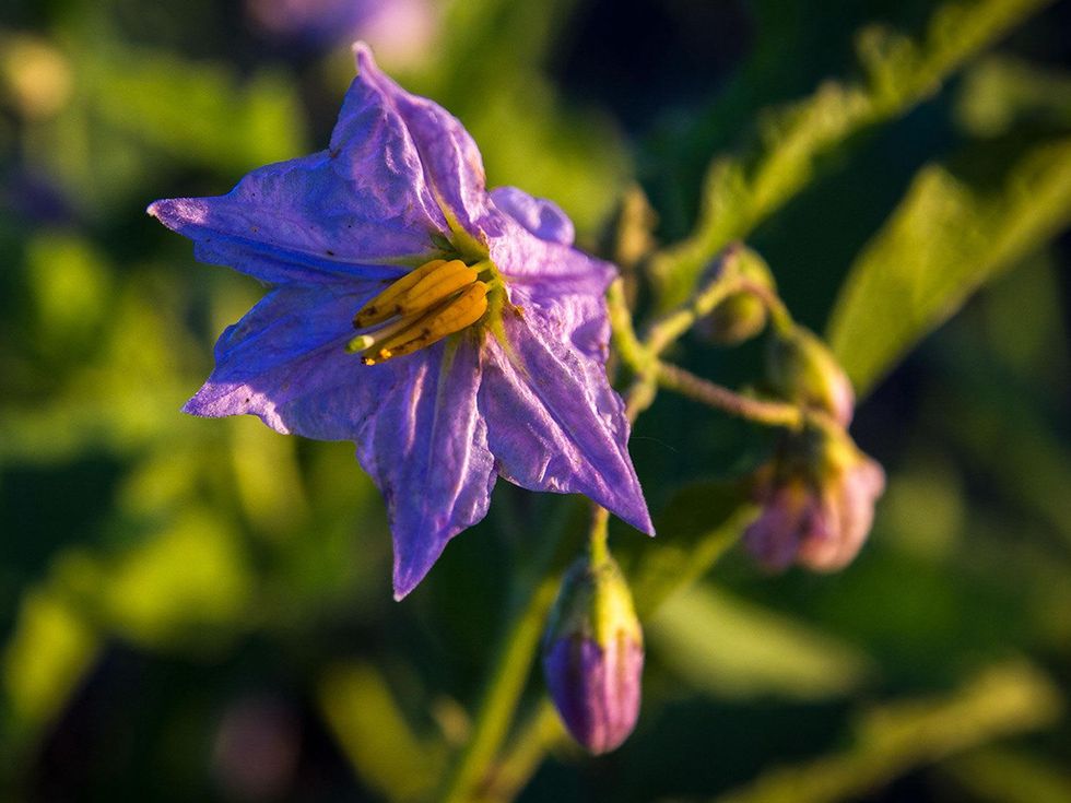 Photo of Texas nightshade