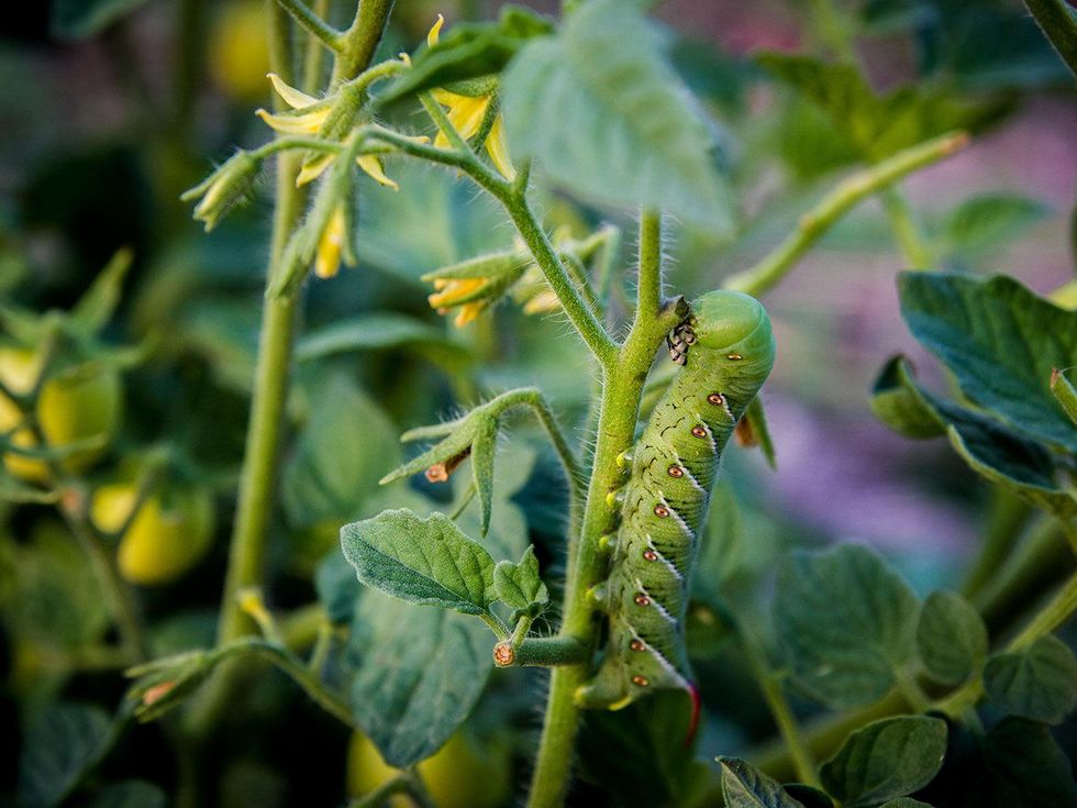 photo of tomato hornworm