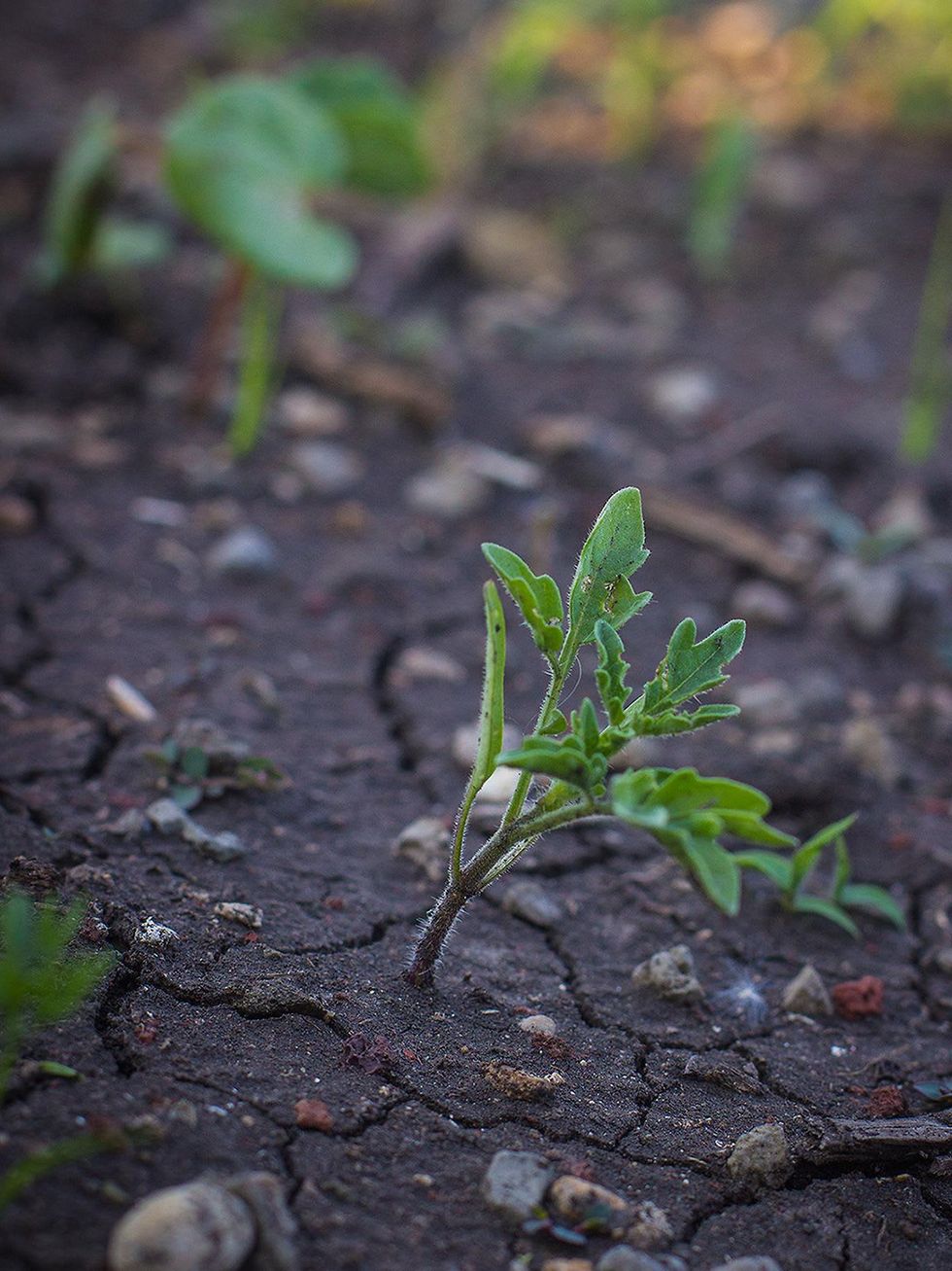 Photo of tomato seedling