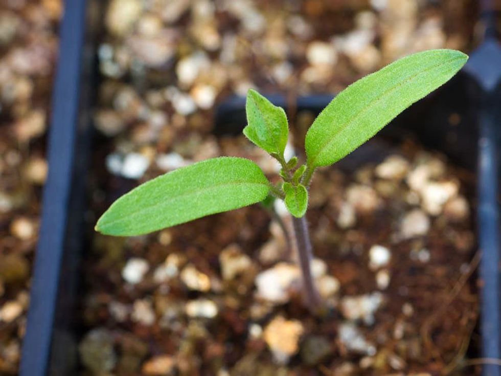 Photo of tomato seedling