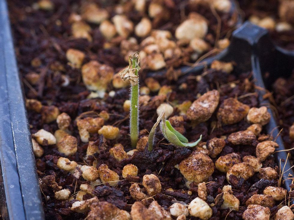 Photo of tomato seedlings with damping off