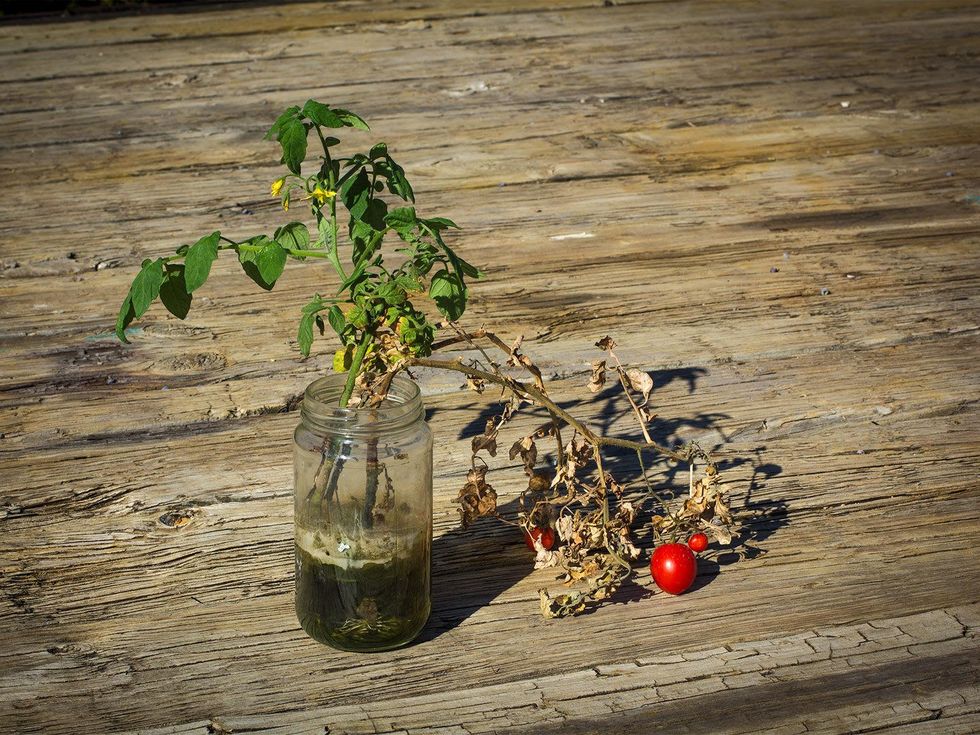 Photo of tomato sprigs growing in a mason jar