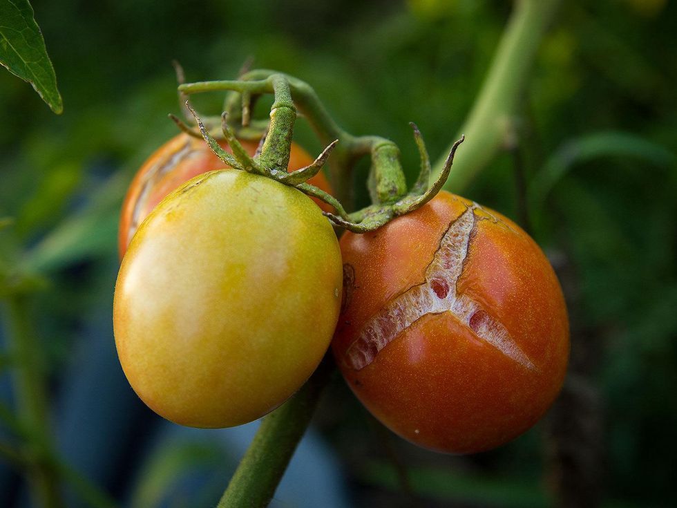 Photo of tomatoes split by rainfall