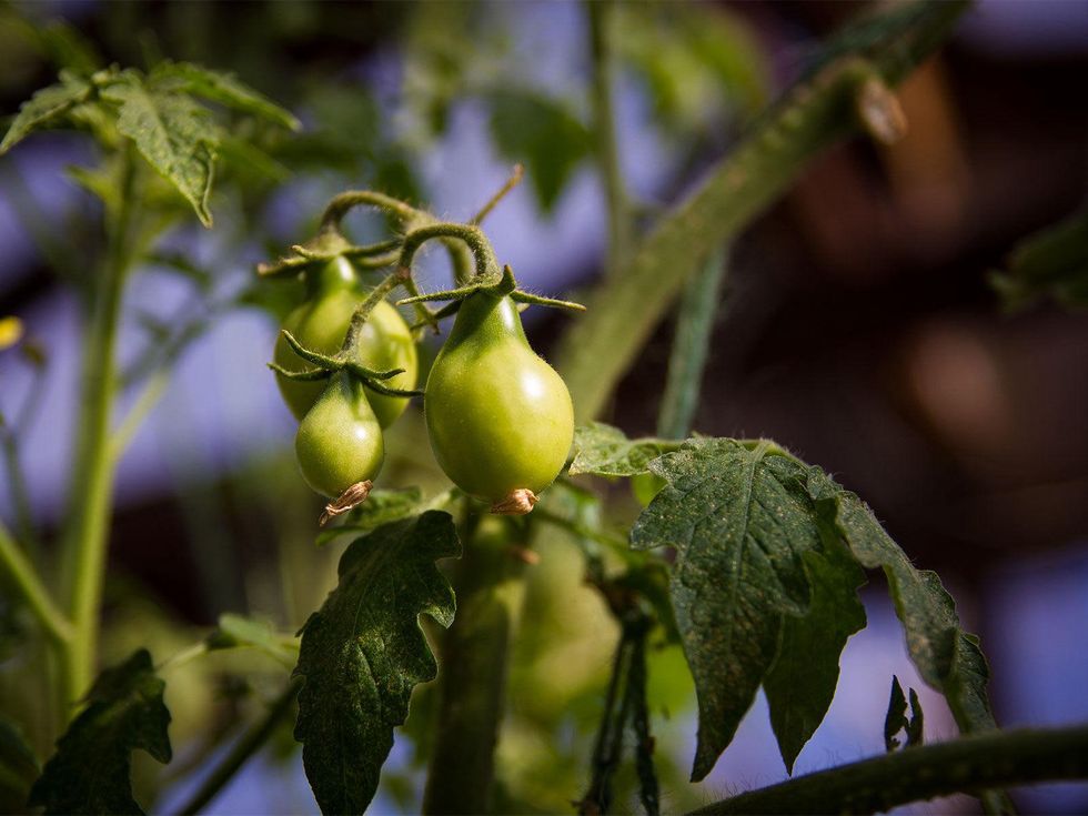 Photo of unripe yellow pear tomatoes
