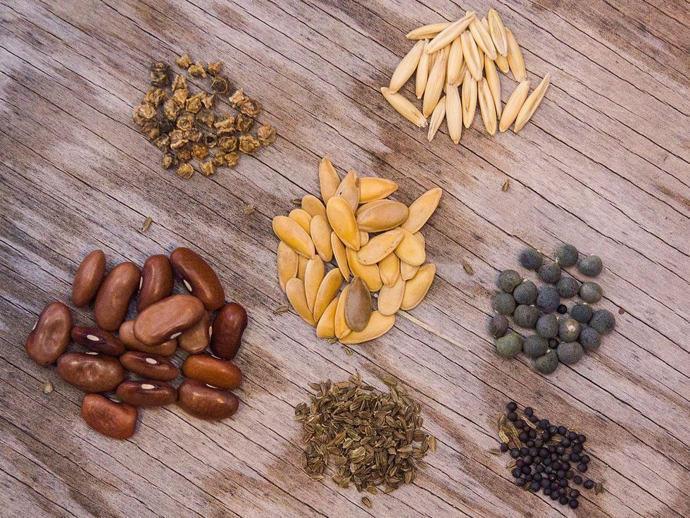 Photo of vegetable seeds