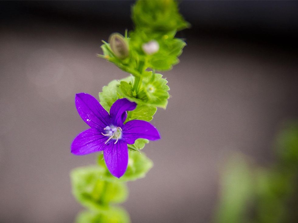 Photo of Venus Looking-glass flower