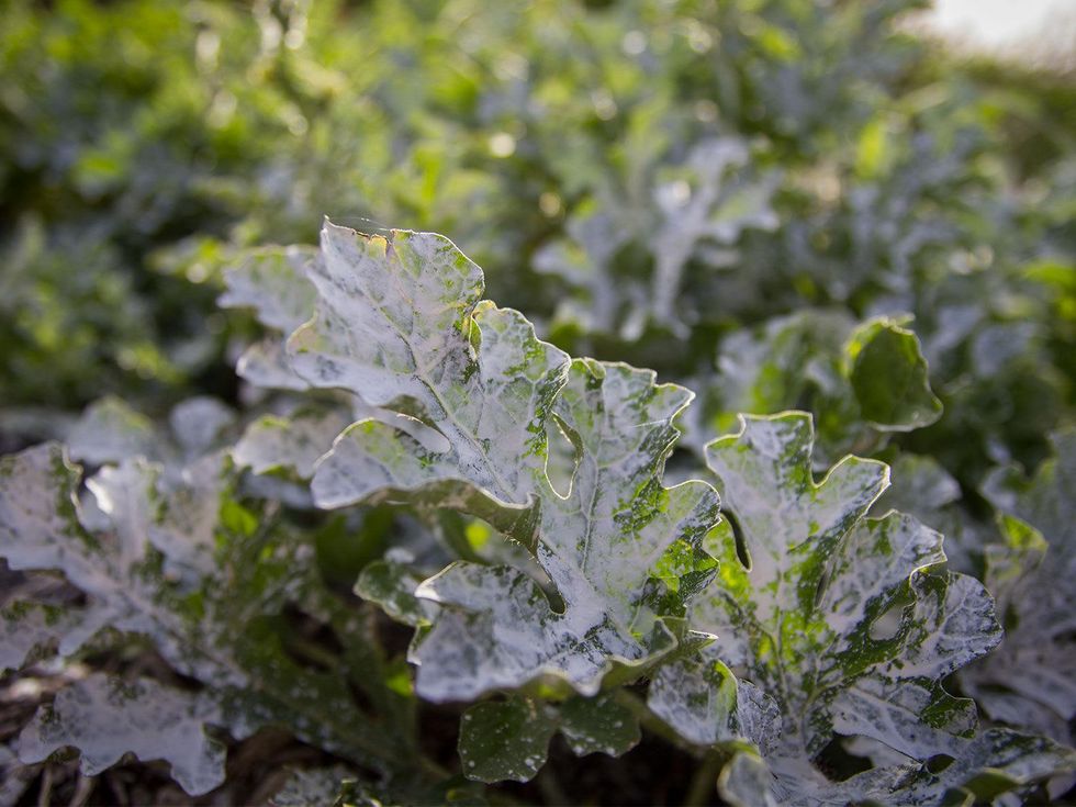 Photo of watermelon leaf treated with Surround WP