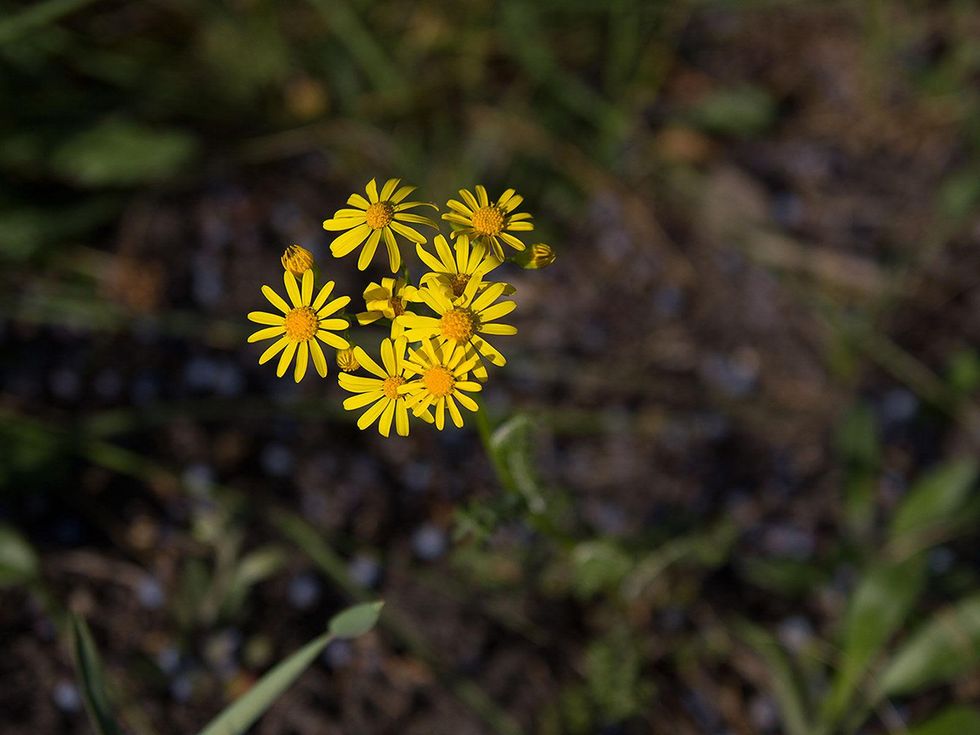 Photo of wild asters