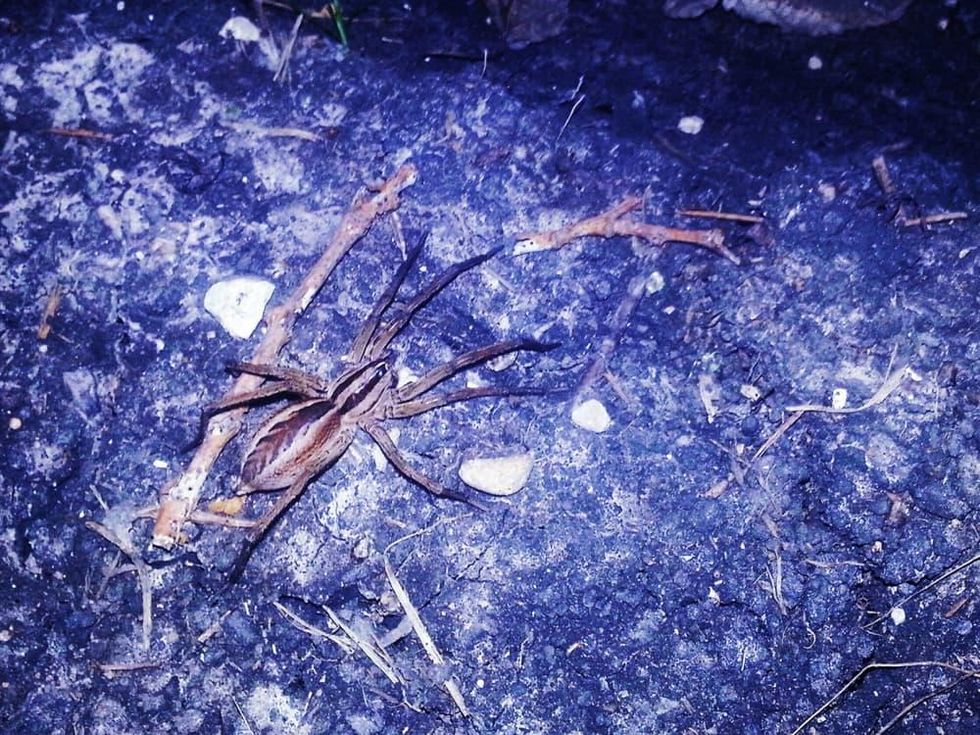 Photo of wolf spider