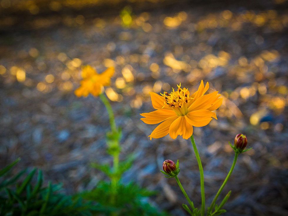 Photos of cosmos flower