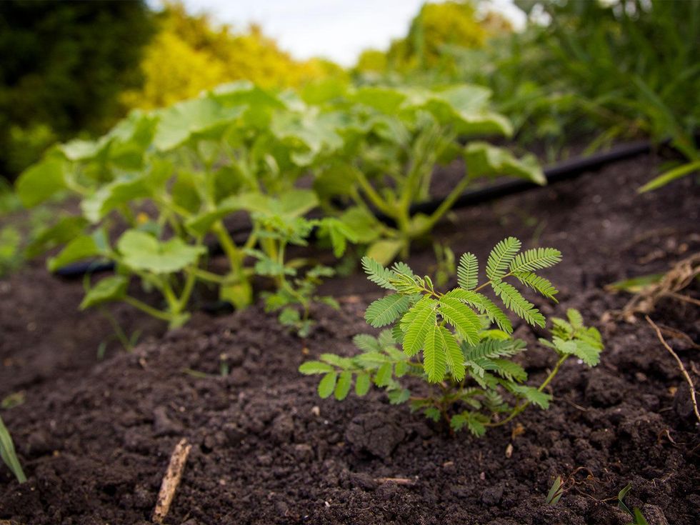 Picture of bundlweed