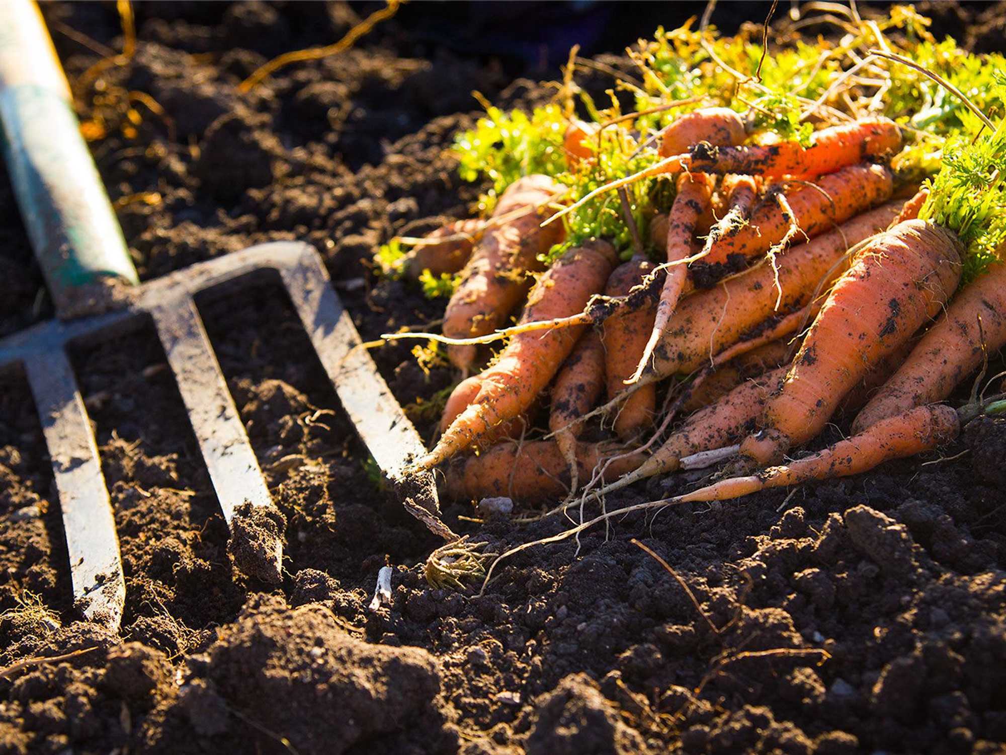 Picture of carrots and spade fork