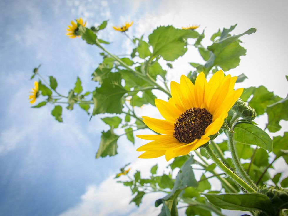 Picture of common sunflowers