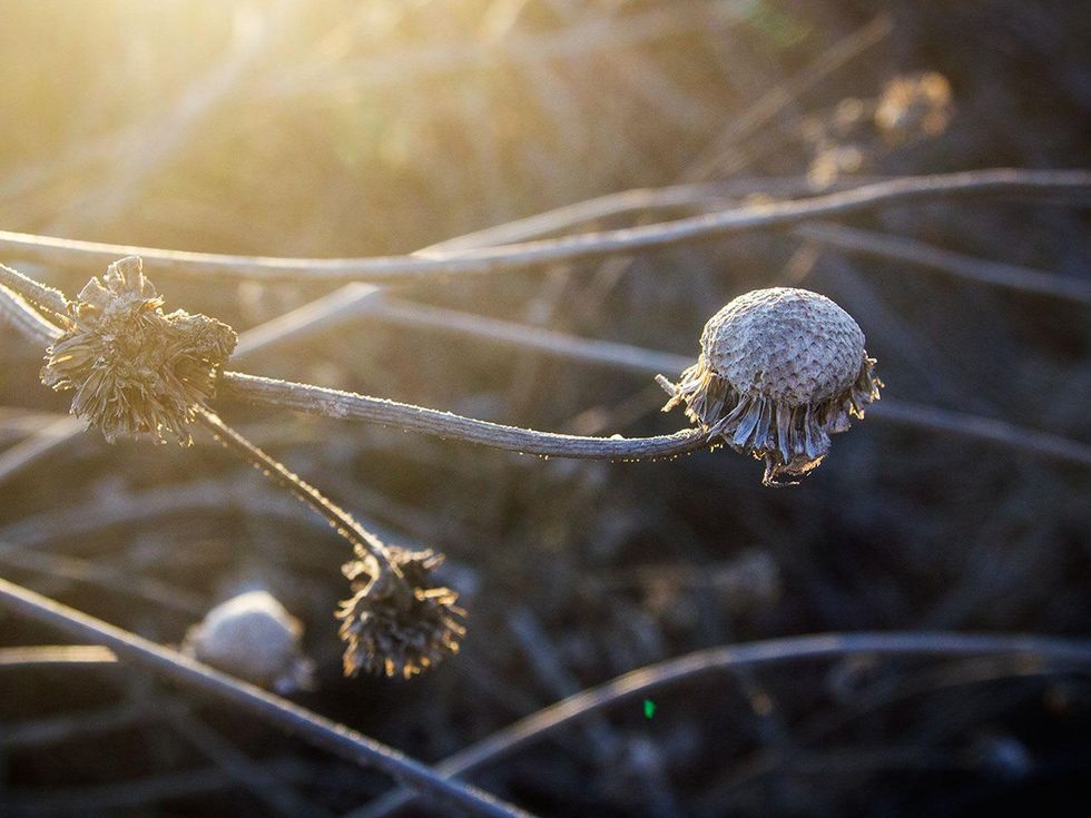 Picture of dried common sunflower head