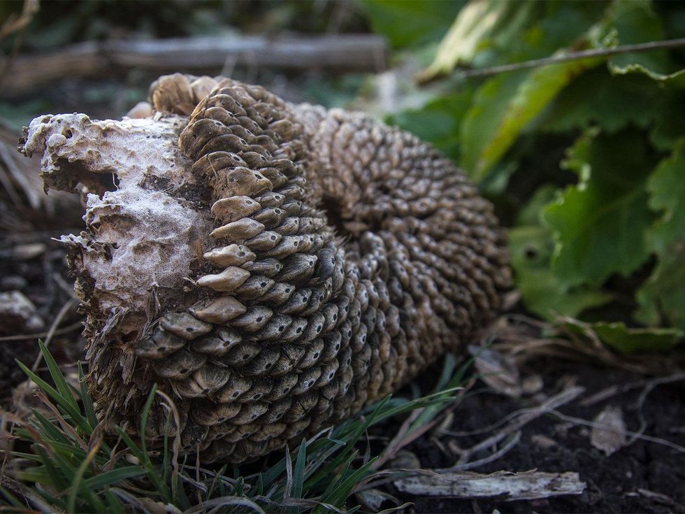 Picture of dried Mammoth sunflower head