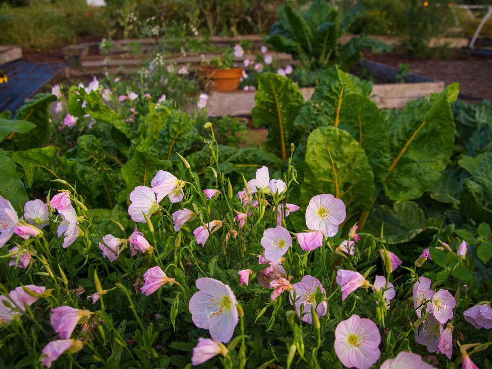 Picture of evening primrose in bed of Swiss chard