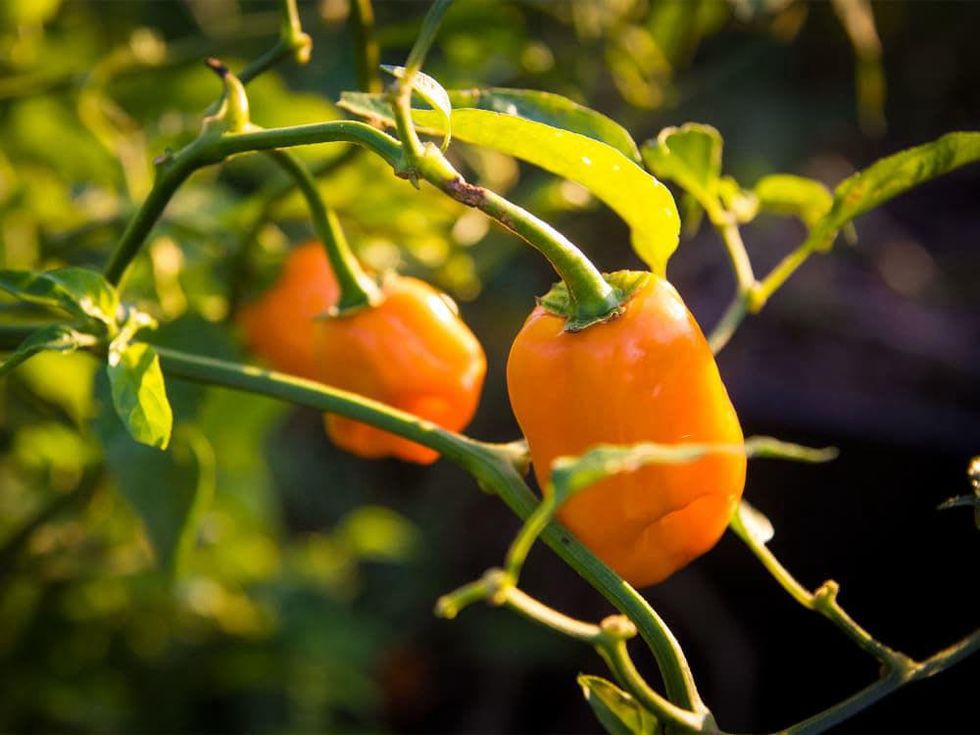 Picture of habanero peppers