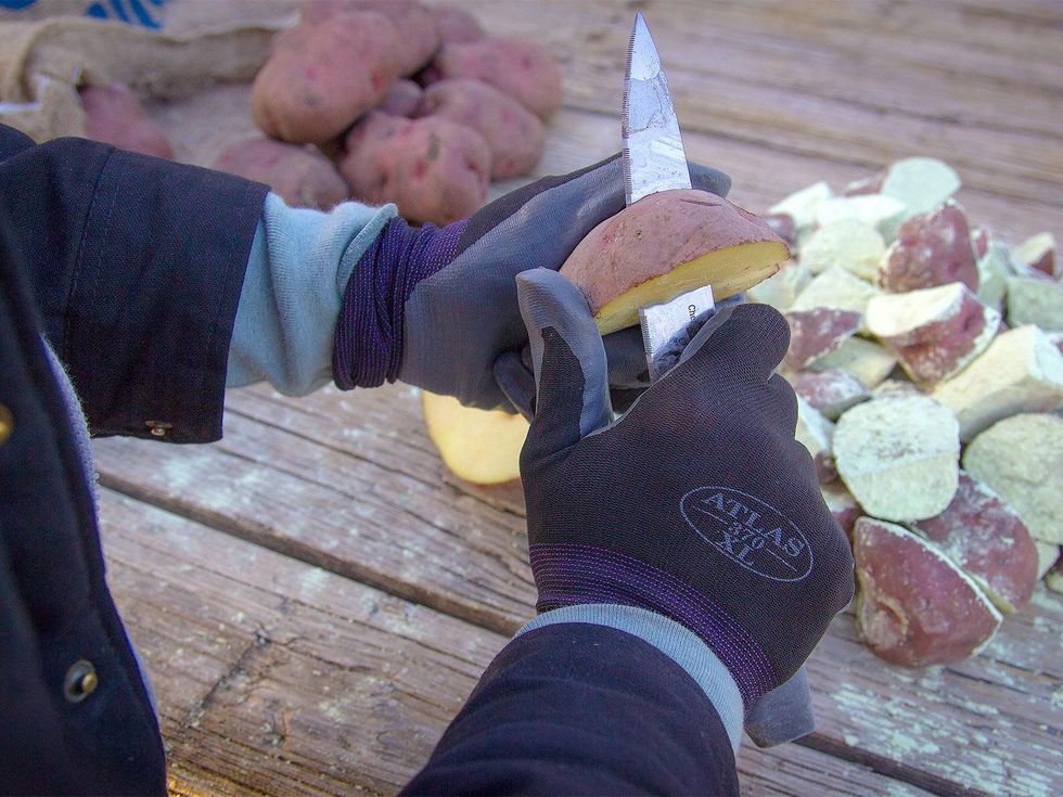 Picture of seed potato being cut.