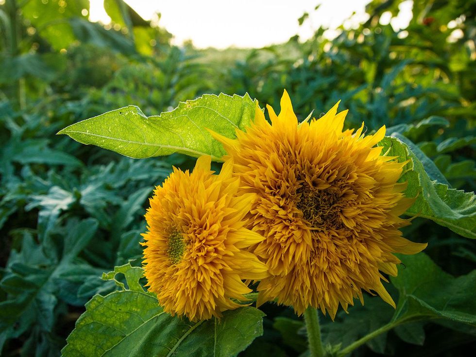 Picture of Teddy Bear sunflowers