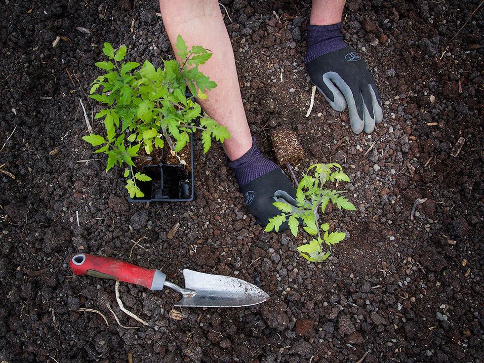 Picture of tomato seedling being planted