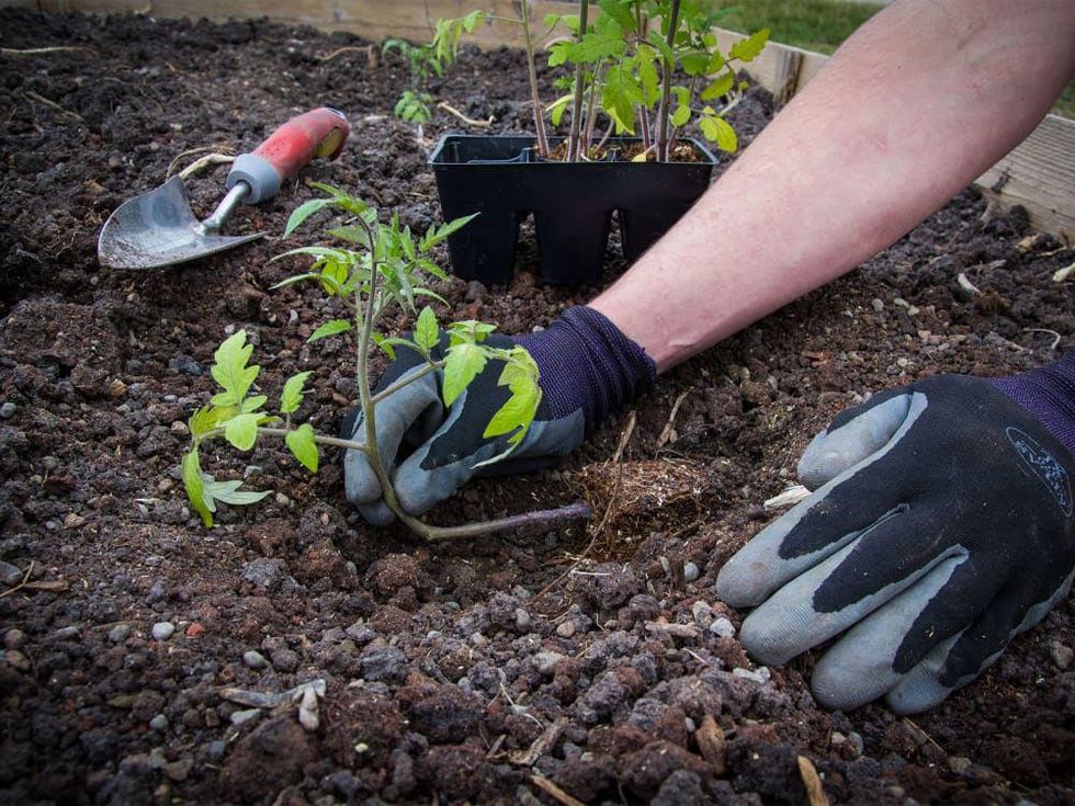 Picture of tomato seedling being planted