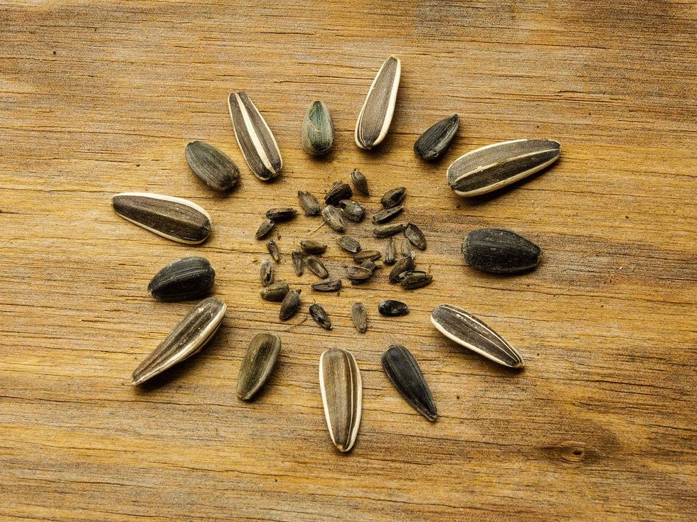 Picture of various sunflower seeds
