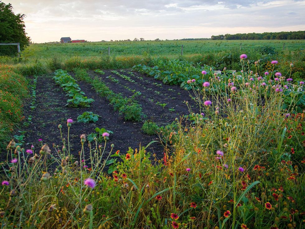 Picture of wildflowers on edge of garden