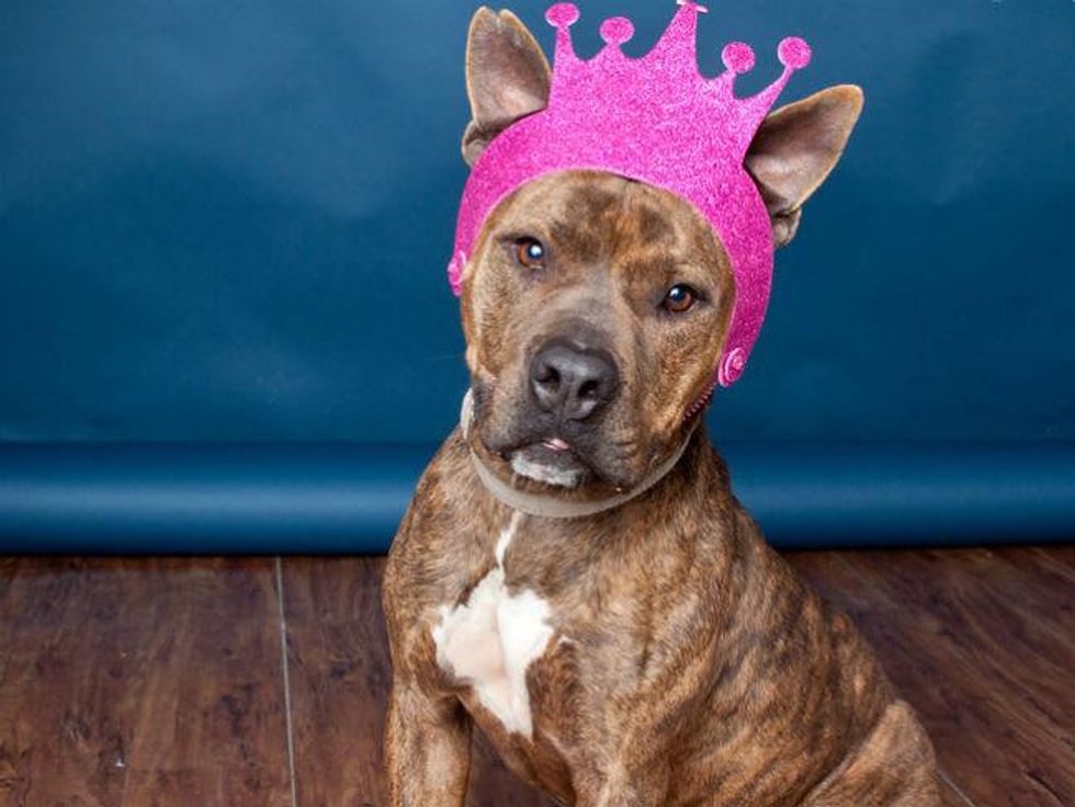 Picture this Pet - Austin Pets Alive - Baby 1 - March 2015