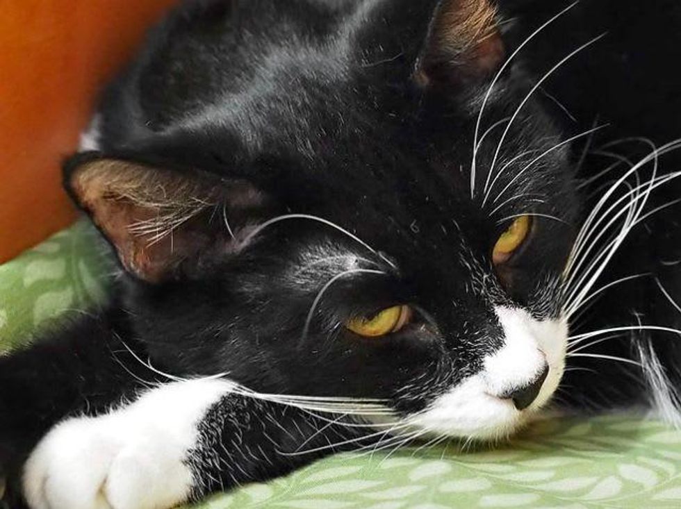 Picture this Pet - Austin Pets Alive - Bright Eyes 1 - February 2015