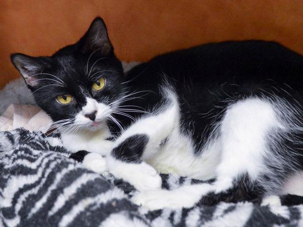 Picture this Pet - Austin Pets Alive - Bright Eyes 2 - February 2015