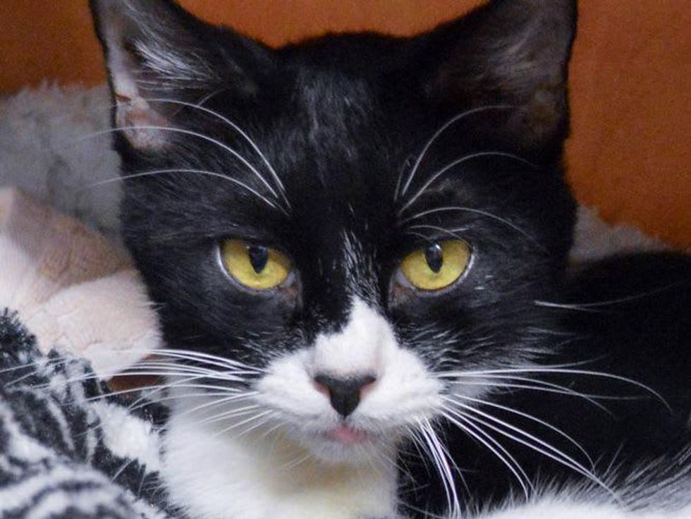 Picture this Pet - Austin Pets Alive - Bright Eyes 4 - February 2015