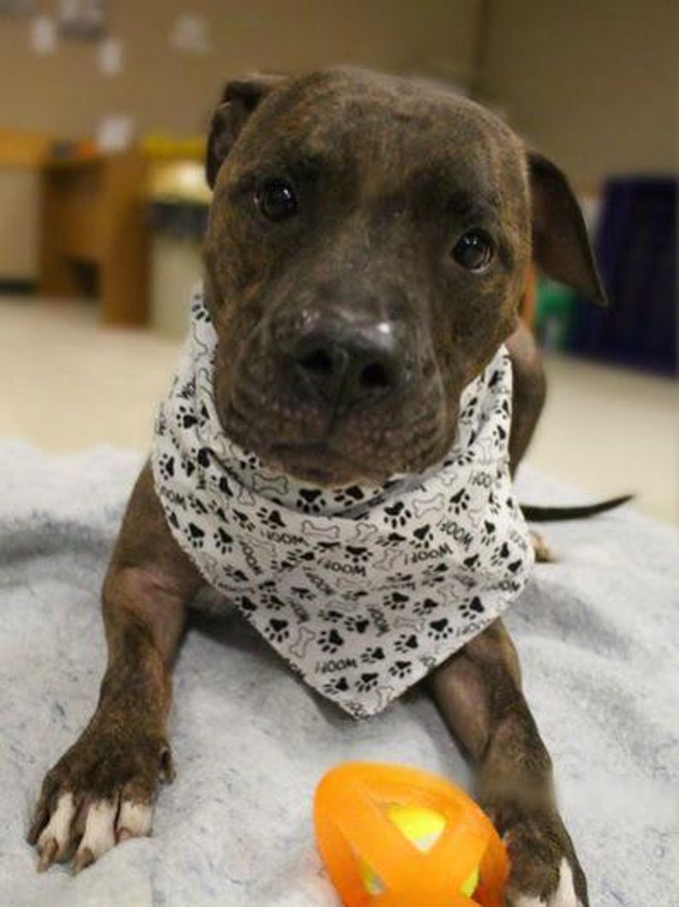 Picture this Pet - Austin Pets Alive - Brodie 1 - January 2015