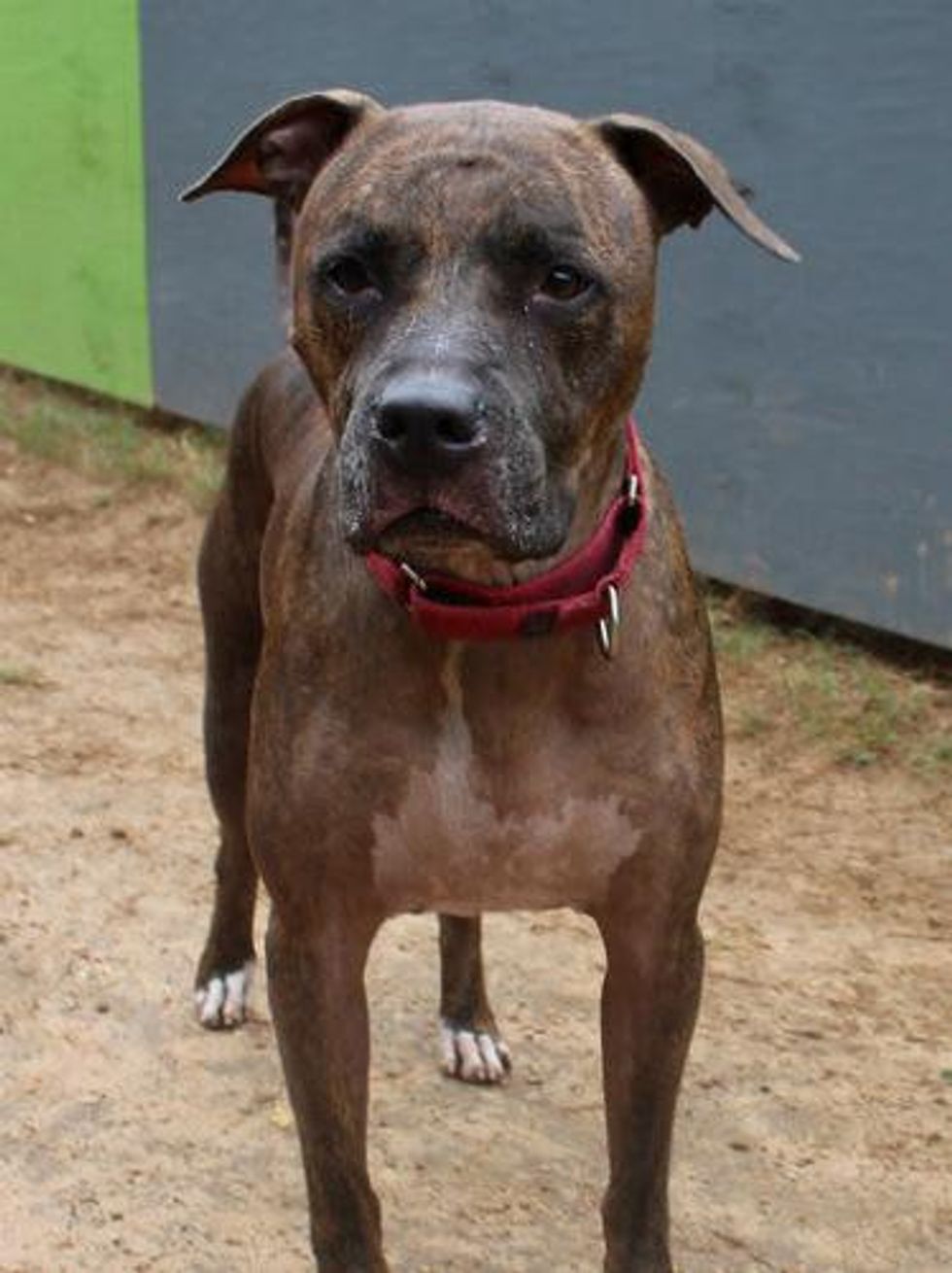 Picture this Pet - Austin Pets Alive - Brodie 3 - January 2015