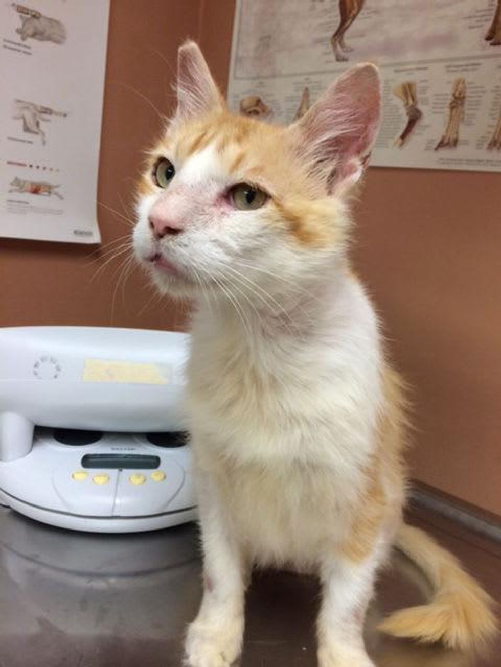 Picture this Pet: Bruno 1