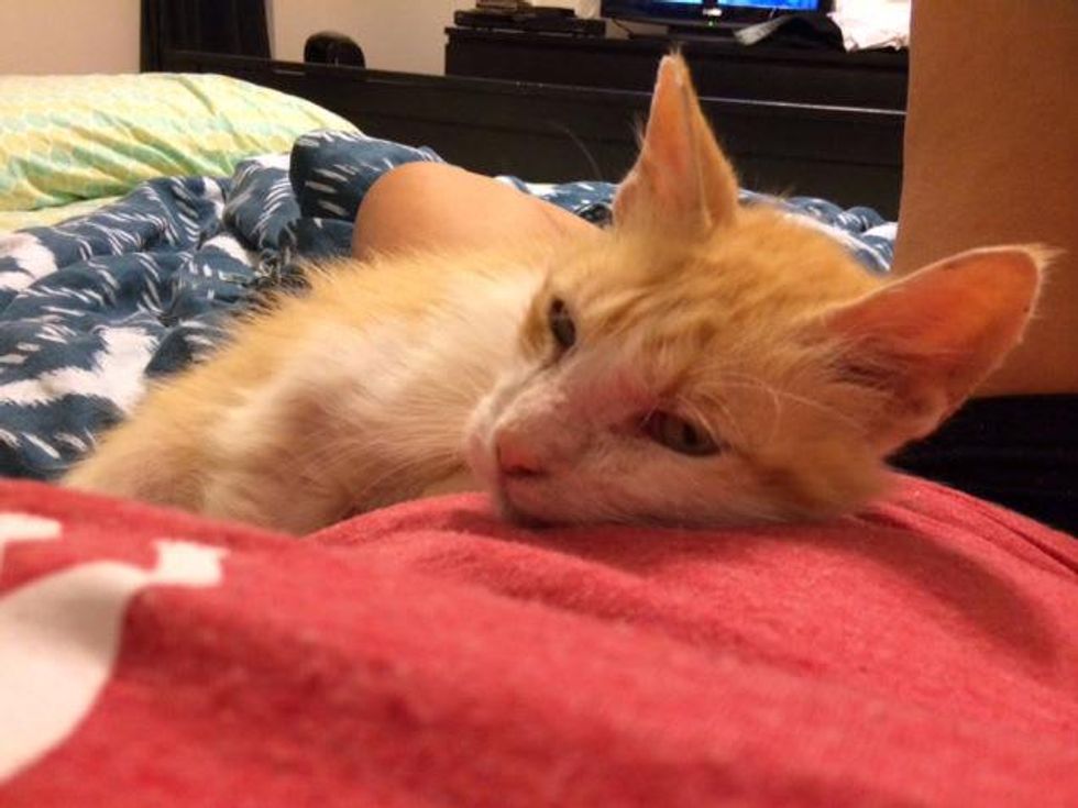 Picture this Pet: Bruno 2