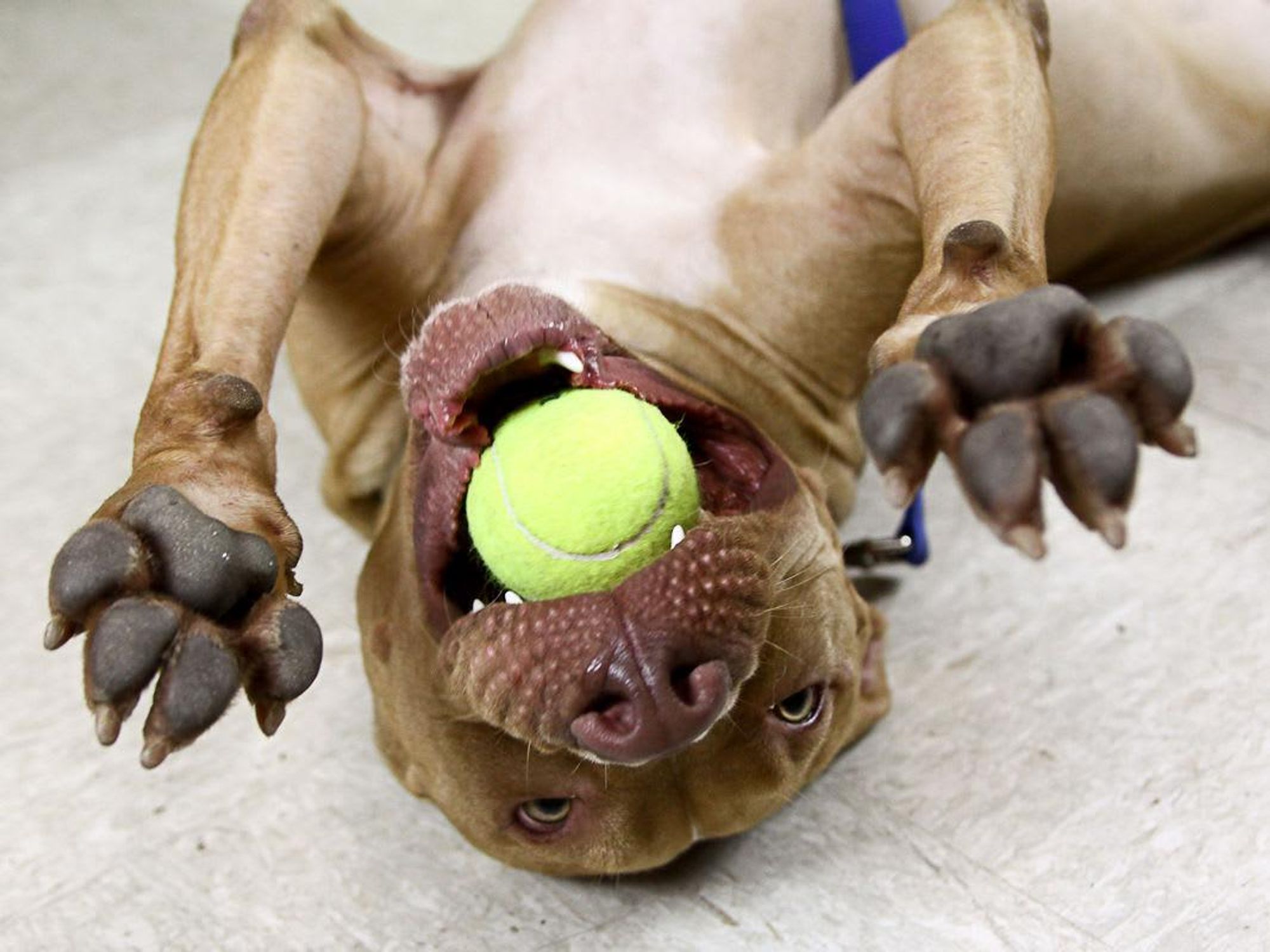 Picture this Pet: Diego - Austin Pets Alive