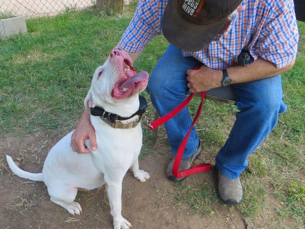 Picture this Pet: Morgan 3