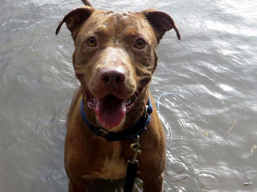 Picture this Pet: Roman 1