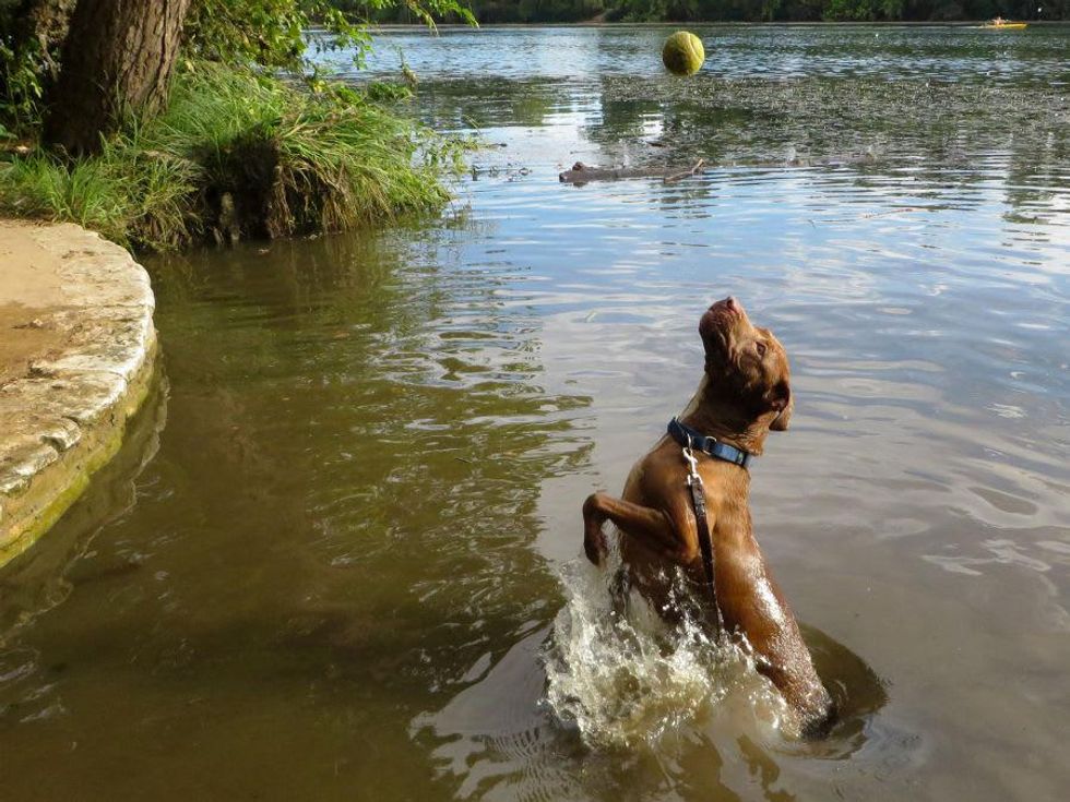 Picture this Pet: Roman 2