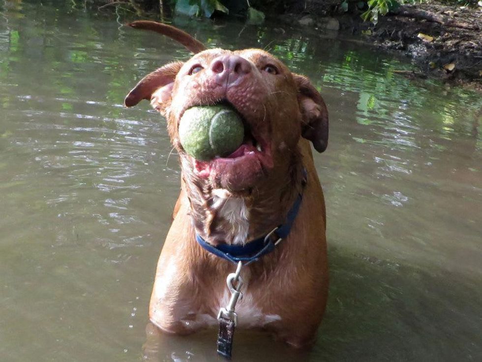 Picture this Pet: Roman 3