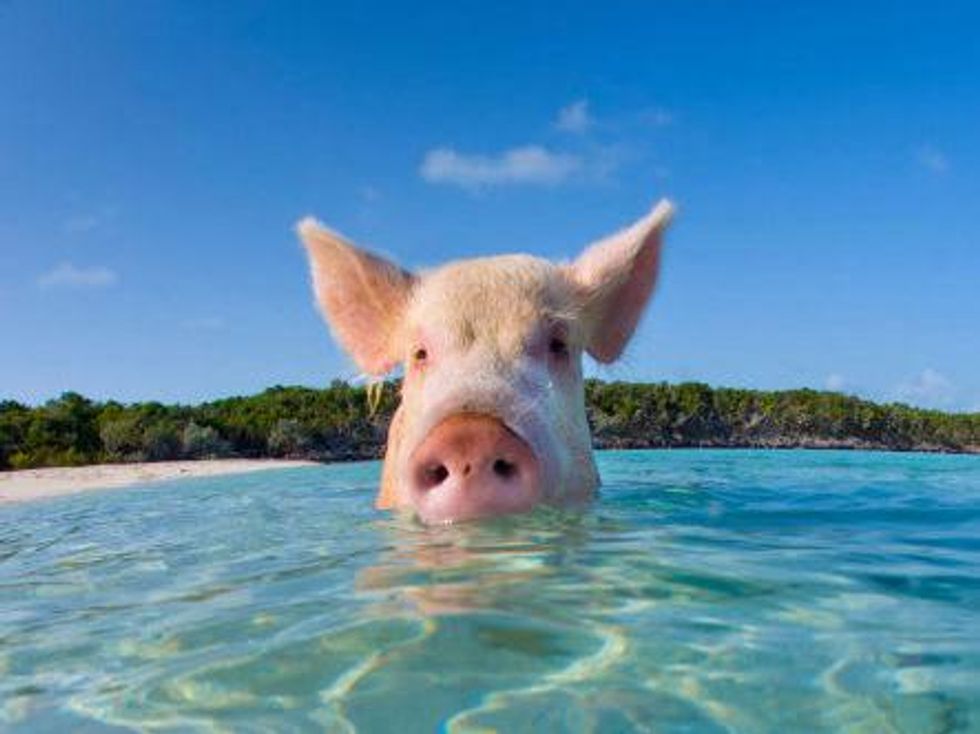 Pig at beach
