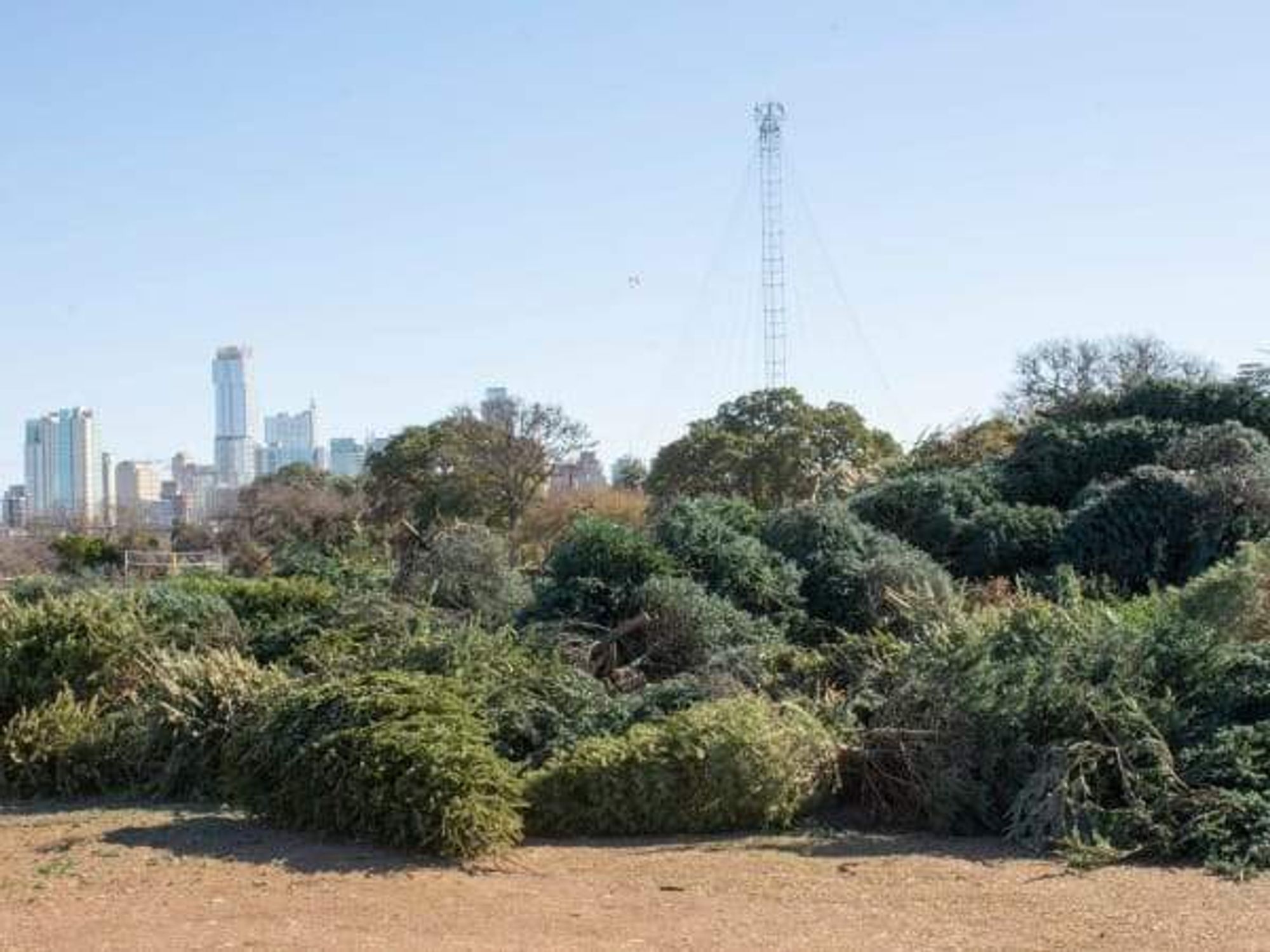 Pile of recycled Christmas Trees at Zilker Park