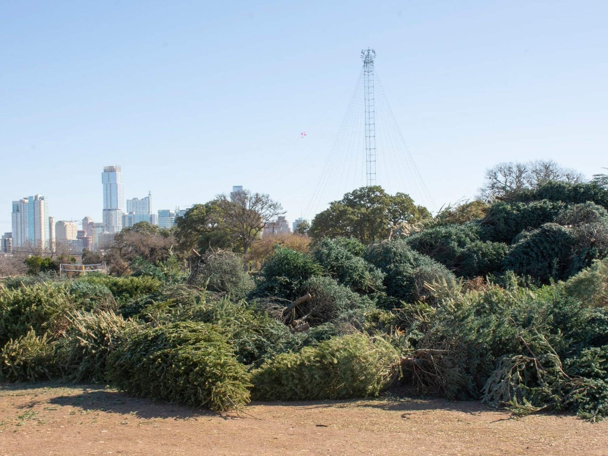 Pile of recycled Christmas Trees at Zilker Park
