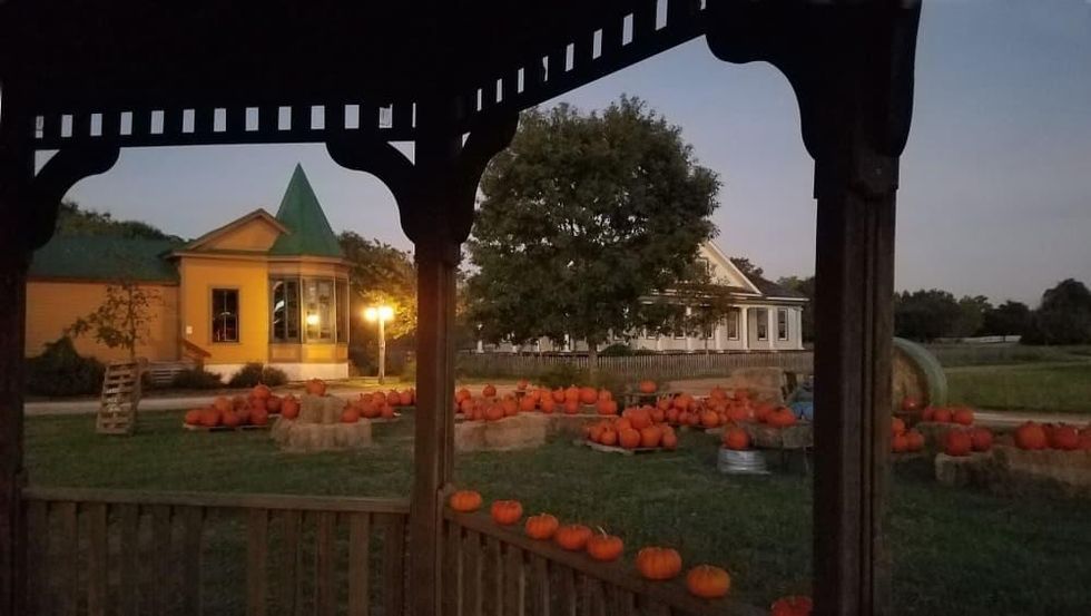 Pioneer Farms pumpkins