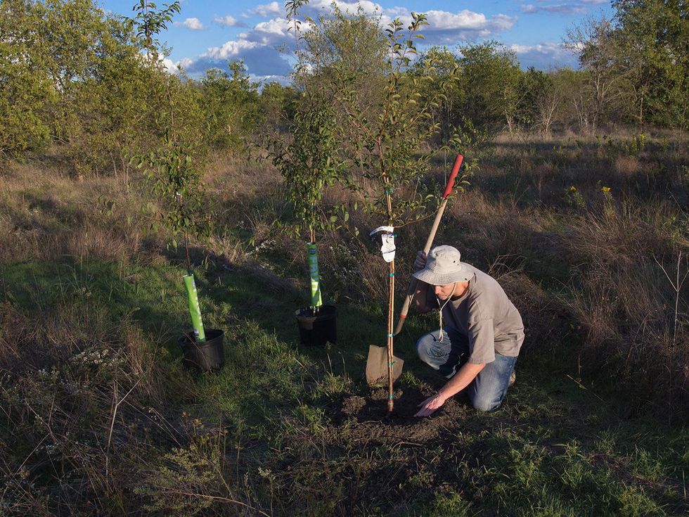 Plum tree being planted