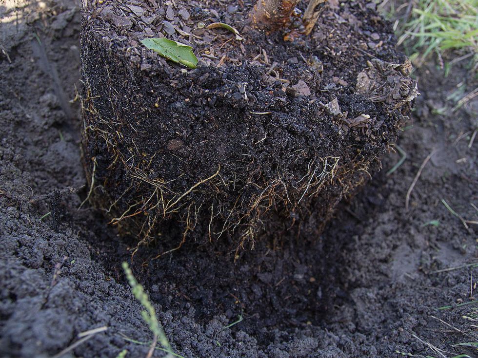 Plum tree roots