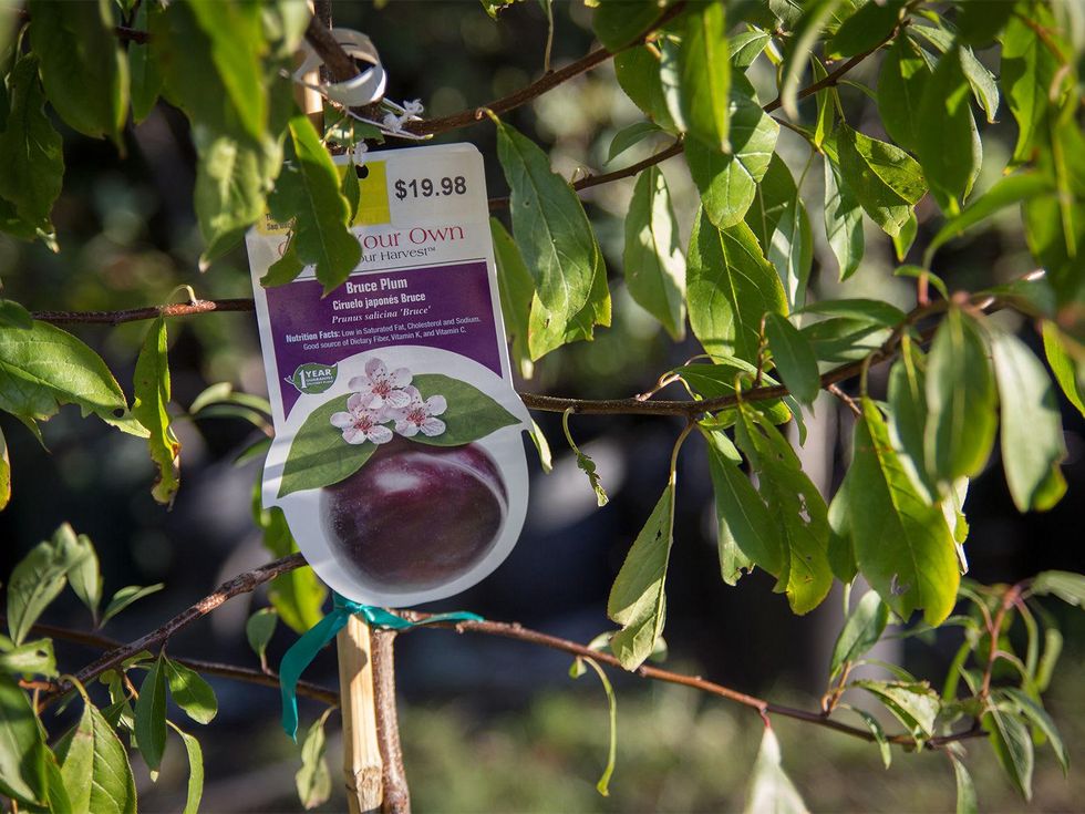 Plum tree with label
